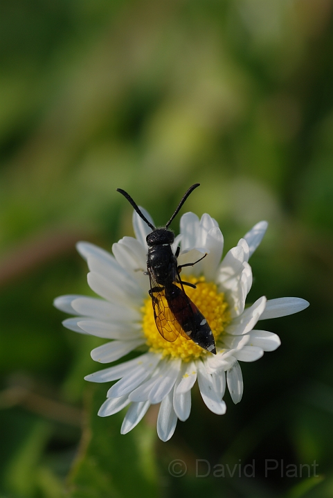 Unknown species2.JPG - Unknown species - Cotswold